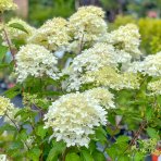 Hortenzia metlinatá (Hydrangea paniculata) ´LIMELIGHT´- výška 130-150 cm, kont. C12L - NA KMIENKU 