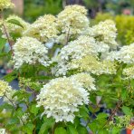 Hortenzia metlinatá (Hydrangea paniculata) ´LIMELIGHT´- výška 110-140 cm, kont. C12L - NA KMIENKU (34°C) - okrasný kvetináč