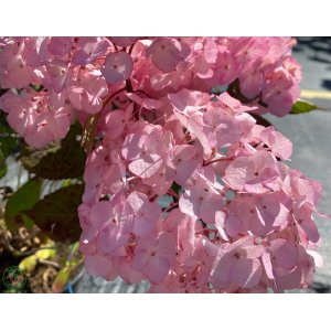 Hortenzia pílovitá (Hydrangea serrata) ´PRECIOZA´ - výška 20-30 cm, Ø 20-30 cm, kont. C3L