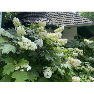 Hortenzia dubolistá (Hydrangea quercifolia) 'ALICE' - výška 30-50 cm, kont. C3L