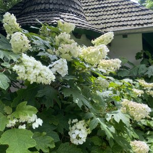 Hortenzia dubolistá (Hydrangea quercifolia) 'ALICE' - výška 30-50 cm, kont. C3L