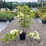 Hortenzia metlinatá (Hydrangea paniculata) ´SILVER DOLLAR´ - výška 30-50 cm, kont. C3L