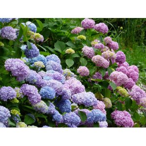 Hortenzia kalinolistá (Hydrangea macrophylla) ´BELA´ - výška 50-80 cm, kont. C10L 