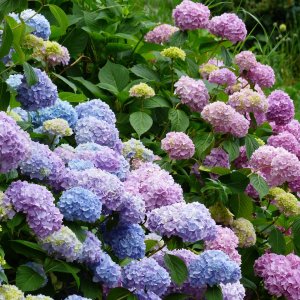 Hortenzia kalinolistá (Hydrangea macrophylla) ´BELA´, výška: 50-80 cm, kont. C10L 