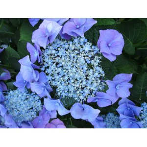 Hortenzia kalinolistá (Hydrangea macrophylla) ´BLAUMEISE´ - výška  20-40 cm, kont. C3L