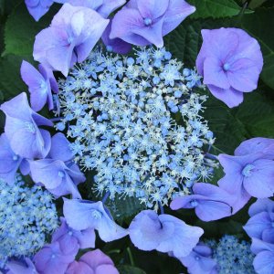 Hortenzia kalinolistá (Hydrangea macrophylla) ´BLAUMEISE´ - výška  10-20 cm, kont. C1L