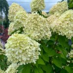 Hortenzia metlinatá (Hydrangea paniculata) ´LIMELIGHT´®  - výška 40-70 cm, kont. C3L