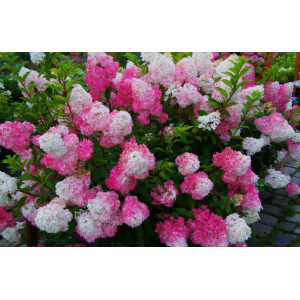 Hortenzia metlinatá (Hydrangea paniculata) ´FRAISE MELBA´®  - výška 30-50 cm, kont. C2L