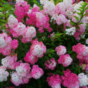 Hortenzia metlinatá (Hydrangea paniculata) ´FRAISE MELBA´®  - výška 30-50 cm, kont. C2L