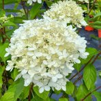 Hortenzia metlinatá (Hydrangea paniculata) ´LIMELIGHT´®  - výška 40-70 cm, kont. C3L