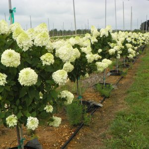 Hortenzia metlinatá (Hydrangea paniculata) ´LIMELIGHT´- výška: 130-150 cm, kont. C12L - NA KMIENKU (34°C) 