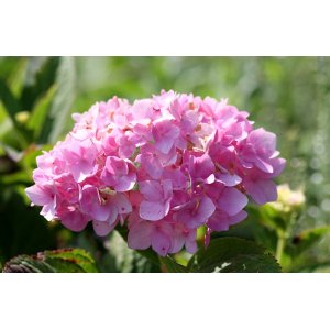 Hortenzia kalinolistá (Hydrangea macrophylla) ´ROSITA´ - výška 20-30 cm, Ø 20-30 cm, kont. C3L