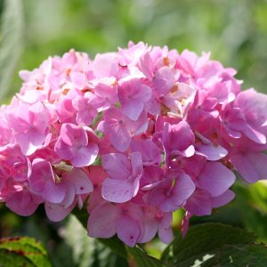 Hortenzia kalinolistá (Hydrangea macrophylla) ´OTAKSA´ - výška 30-40 cm, kont. C3L (-25°C)