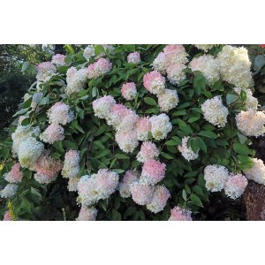 Hortenzia metlinatá (Hydrangea paniculata) ´PHANTOM´- výška 15-25 cm, kont. C3L