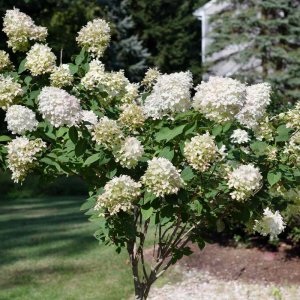 Hortenzia metlinatá (Hydrangea paniculata) ´PHANTOM´- výška 120-140 cm, kont. C18L - NA KMIENKU (-34°C)