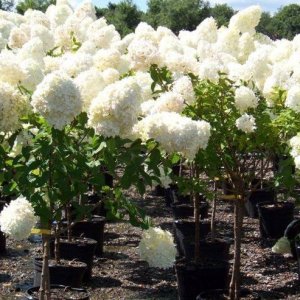 Hortenzia metlinatá (Hydrangea paniculata) ´POLAR BEAR´ - výška 120-140 cm, kont. C18L - NA KMIENKU (-34°C)