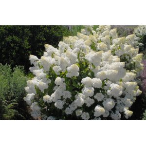 Hortenzia metlinatá (Hydrangea paniculata) ´SILVER DOLLAR´ - výška 40-60 cm, kont. C3L