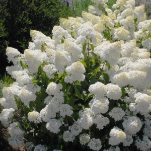 Hortenzia metlinatá (Hydrangea paniculata) ´SILVER DOLLAR´ - výška 30-50 cm, kont. C3L