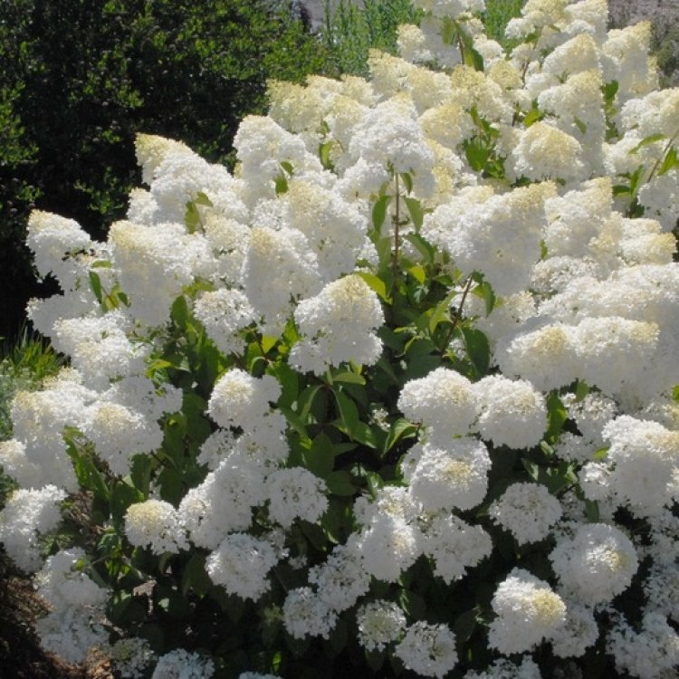 Hortenzia metlinatá (Hydrangea paniculata) ´SILVER DOLLAR´ - výška 40-60 cm, kont. C3L