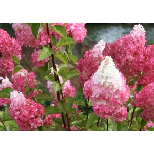 Hortenzia metlinatá (Hydrangea paniculata) ´PETITE FLORI´® - výška 70-90 cm, kont. C4,5L - NA KMIENKU