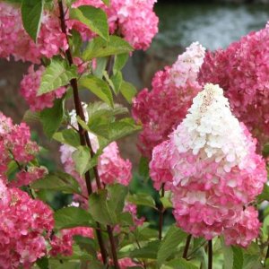 Hortenzia metlinatá (Hydrangea paniculata) ´PETITE FLORI´® - výška 70-90 cm, kont. C4,5L - NA KMIENKU