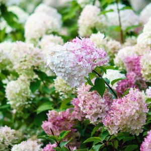 Hortenzia metlinatá (Hydrangea paniculata) ´VANILLE FRAISE´® - výška 30-50 cm, kont. C3L (-34°C)