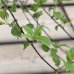 Hortenzia metlinatá (Hydrangea paniculata) ´VANILLE FRAISE´ - výška 100-130 cm, kont. C12L - NA KMIENKU (-34°C)