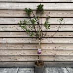 Hortenzia metlinatá (Hydrangea paniculata) ´VANILLE FRAISE´ - výška: 130-150 cm, kont. C12L - NA KMIENKU (-34°C)