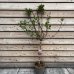 Hortenzia metlinatá (Hydrangea paniculata) ´VANILLE FRAISE´ - výška 120-140 cm, kont. C7.5L - NA KMIENKU (-34°C)