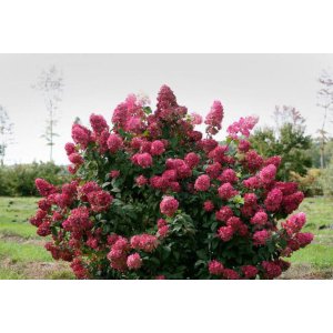 Hortenzia metlinatá (Hydrangea paniculata) ´WIM´S RED®´ - výška 10-30 cm, kont. C3L