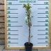 Hortenzia metlinatá (Hydrangea paniculata) ´WIM´S RED´ - výška 80-120 cm, kont. C3L (-34°C)