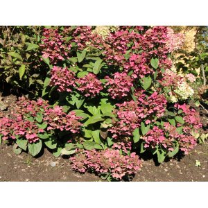 Hortenzia metlinatá (Hydrangea paniculata) ´MAGICAL FIRE®´ - výška 40-60 cm, kont. C2L