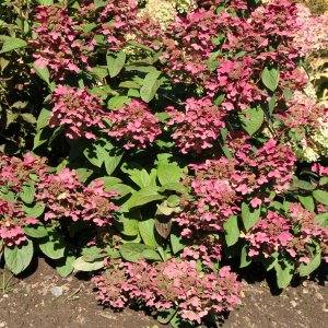 Hortenzia metlinatá (Hydrangea paniculata) ´MAGICAL FIRE®´ - výška 30-40 cm, kont. C3L