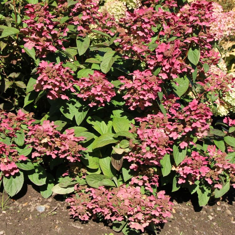 Hortenzia metlinatá (Hydrangea paniculata) ´MAGICAL FIRE®´ - výška 30-40 cm, kont. C3L