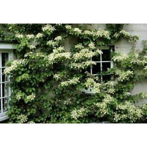 Hortenzia popínavá (Hydrangea anomala petiolaris) - výška 40-60 cm, kont. C3L