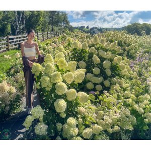Hortenzia metlinatá (Hydrangea paniculata) ´POLAR BEAR´® - výška 40-60 cm, kont. C3L