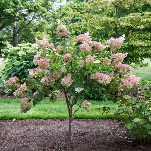 Hortenzia metlinatá (Hydrangea paniculata) ´VANILLE FRAISE´ - výška 120-140 cm, kont. C7.5L - NA KMIENKU (-34°C)