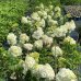 Hortenzia metlinatá (Hydrangea paniculata) ´VANILLE FRAISE´® - výška 30-50 cm, kont. C3L (-34°C)