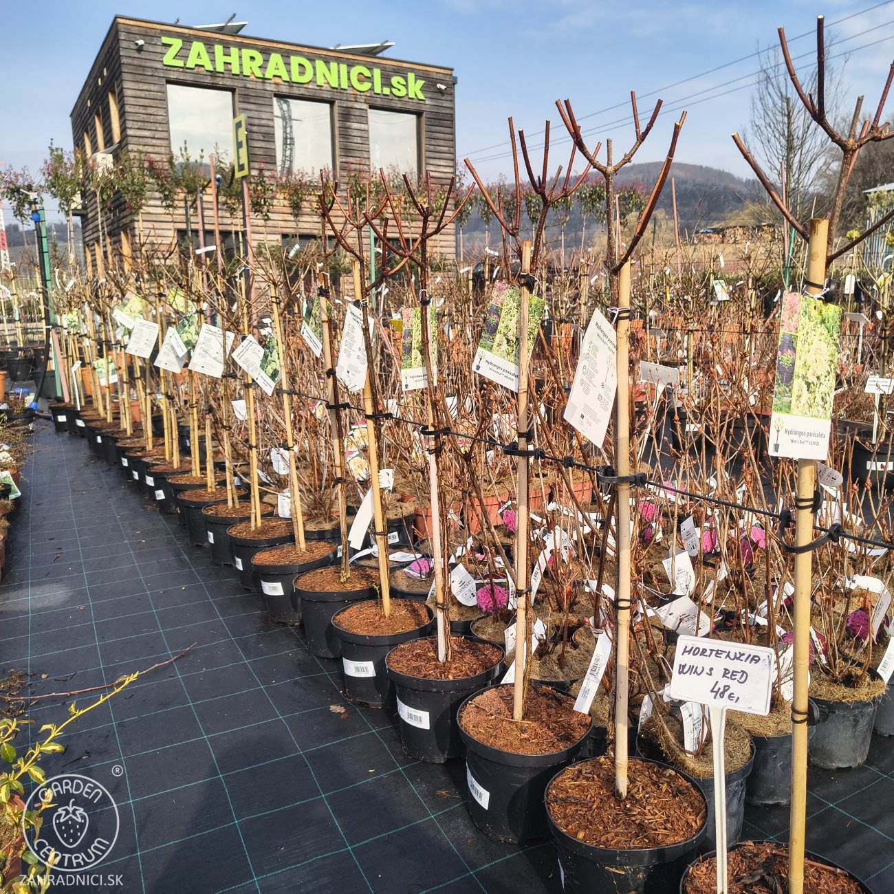 Obrázok Hortenzia metlinatá (Hydrangea paniculata) ´WIM´S RED´® - výška 100-110 cm, kont. C5L - NA KMIENKU