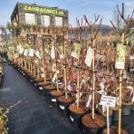 Hortenzia metlinatá (Hydrangea paniculata) ´WIM´S RED´® - výška 100-110 cm, kont. C5L - NA KMIENKU