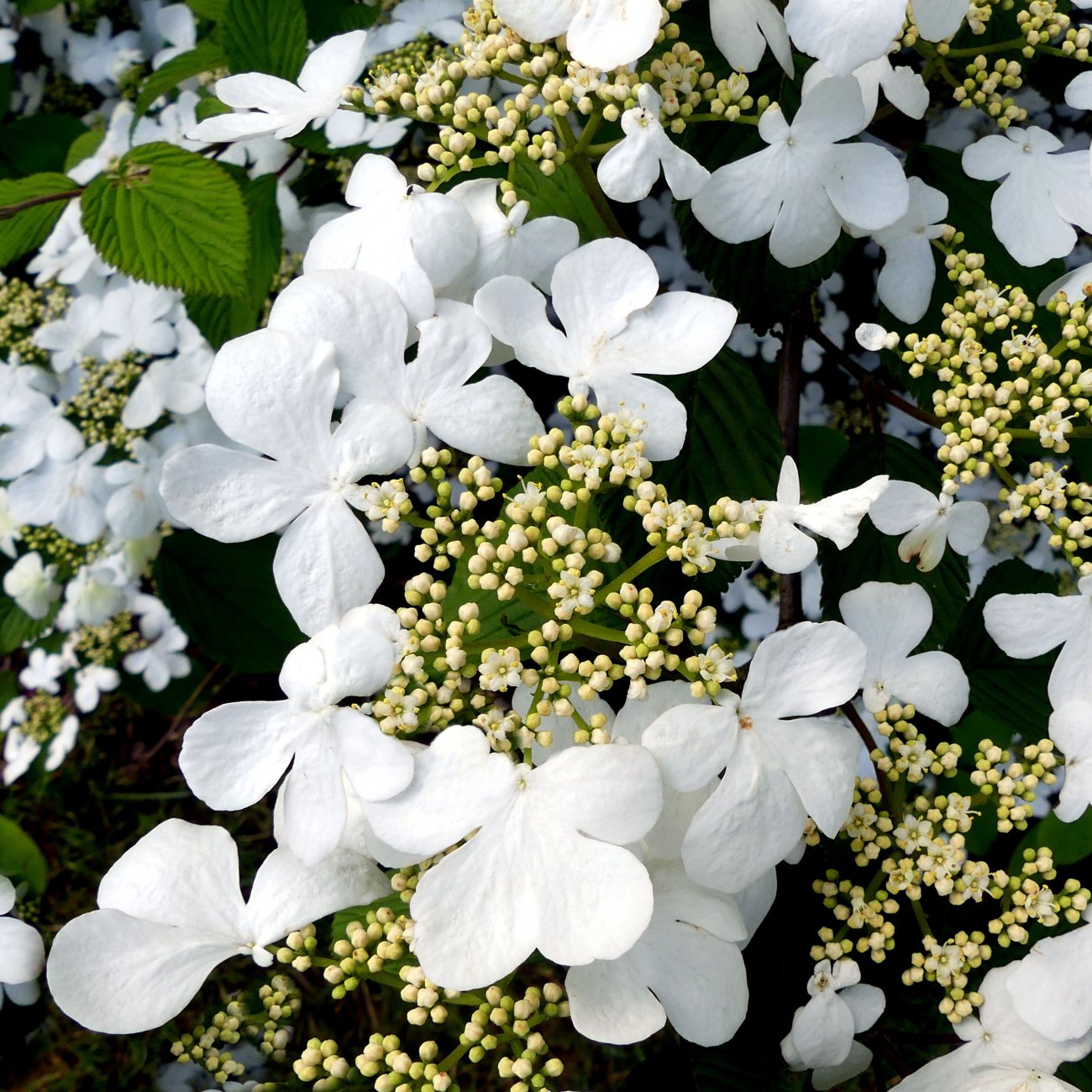 Obrázok Hortenzia metlinatá (Hydrangea paniculata) ‘KYUSHU’ - výška 20-30 cm, kont. C2L