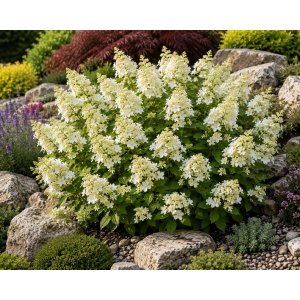 Hortenzia metlinatá (Hydrangea paniculata) ‘KYUSHU’ - výška 20-30 cm, kont. C2L 