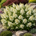 Hortenzia metlinatá (Hydrangea paniculata) ‘KYUSHU’ - výška 20-30 cm, kont. C2L