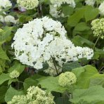 Hortenzia stromčekovitá (Hydrangea arborescens) ´ANNABELLE´ - výška 20-30 cm, kont. C3L 
