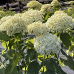Hortenzia stromčekovitá (Hydrangea arborescens) ´ANNABELLE´ - výška 20-30 cm, kont. C3L 