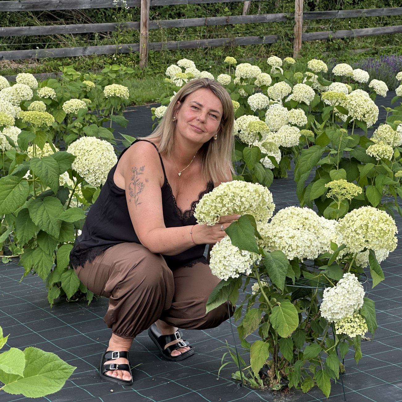 Obrázok Hortenzia stromčekovitá (Hydrangea arborescens) ´ANNABELLE´ - výška 40-60 cm, kont. C3L