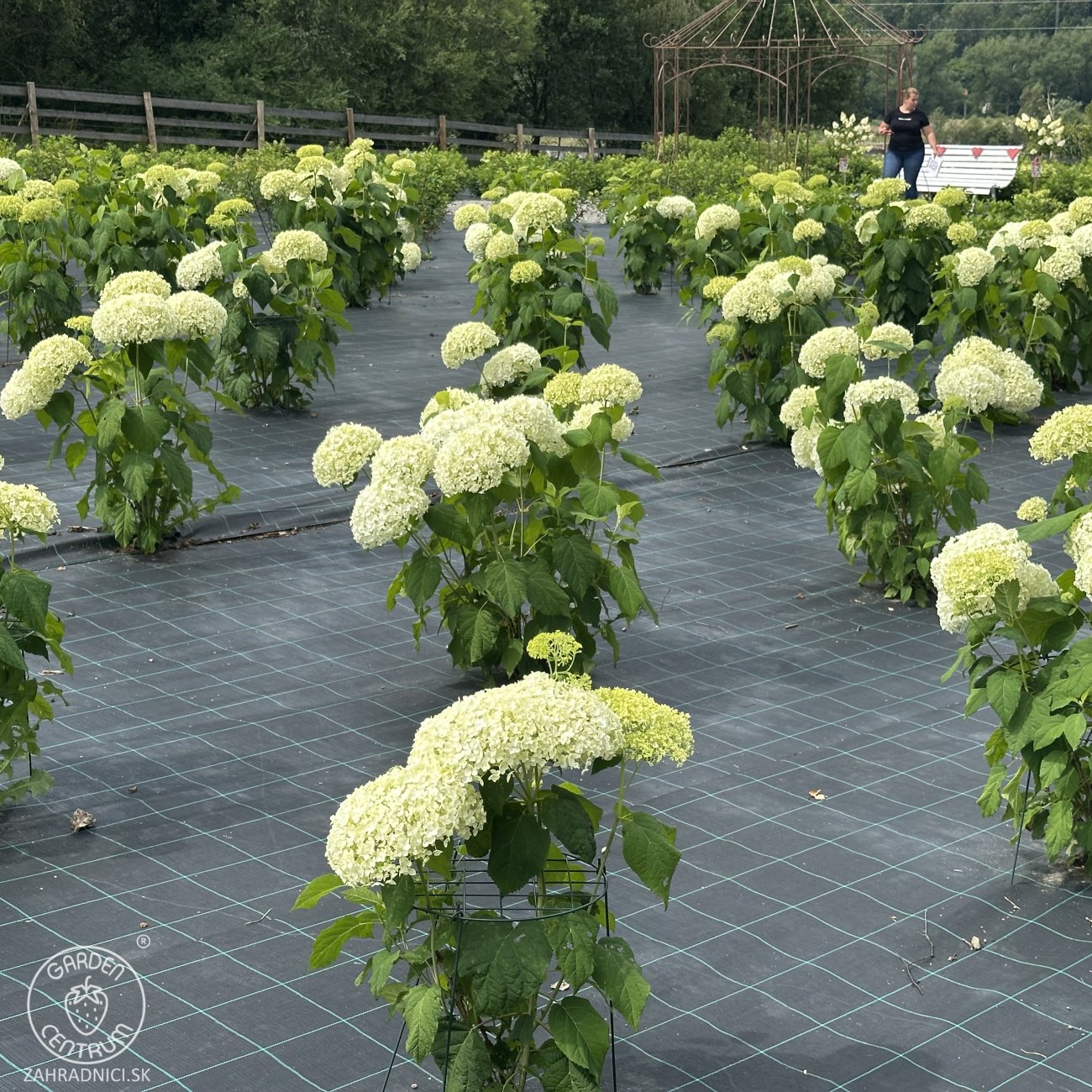 Obrázok Hortenzia stromčekovitá (Hydrangea arborescens) ´ANNABELLE´ - výška 40-60 cm, kont. C3L