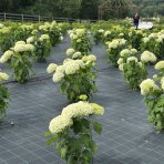 Hortenzia stromčekovitá (Hydrangea arborescens) ´ANNABELLE´ - výška 40-60 cm, kont. C3L