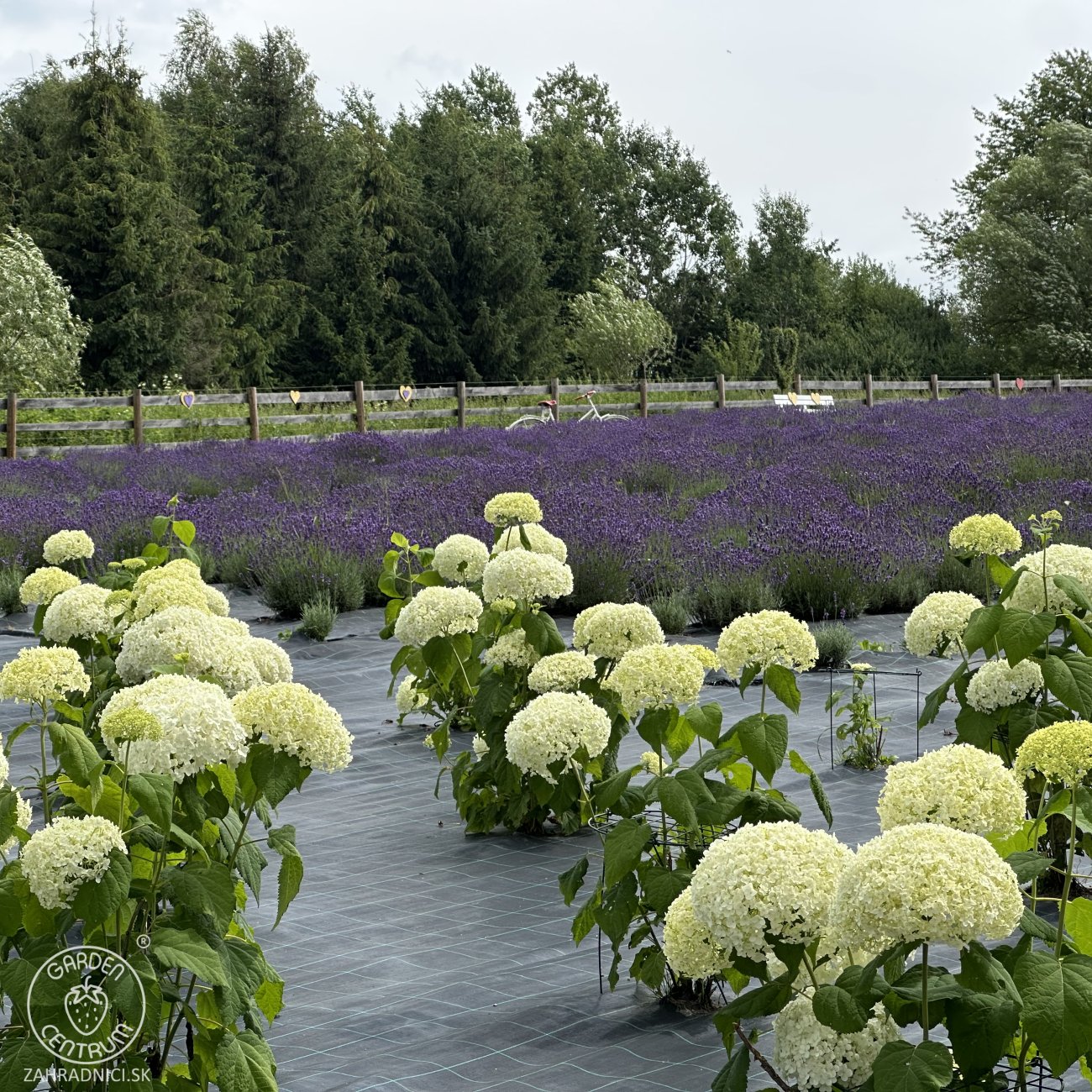 Obrázok Hortenzia stromčekovitá (Hydrangea arborescens) ´ANNABELLE´ - výška 40-60 cm, kont. C3L