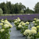Hortenzia stromčekovitá (Hydrangea arborescens) ´ANNABELLE´ - výška 40-60 cm, kont. C3L